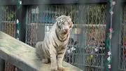 ঈদের ছুটিতে চট্টগ্রাম চিড়িয়াখানায় দর্শনার্থীদের ভিড়, সাদা বাঘ দেখে শিশুদের আনন্দ