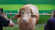 ডোনাল্ড ট্রাম্প মহিষ: বিরল প্রজাতি নয়, জিনগত বৈশিষ্ট্য