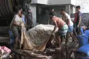 ঈদের তৃতীয় দিনেও সাভারে চামড়া আসছে, পৌঁছেছে সাড়ে ৫ লাখের বেশি