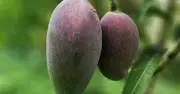 জাপানের সূর্যের ডিম: বিশ্বের সবচেয়ে দামি আম
