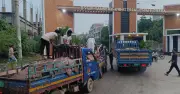 সাভার চামড়া শিল্পনগরীতে জমজমাট কাঁচা চামড়া সংগ্রহ