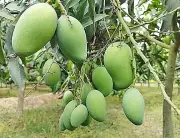 জাপান ও মালয়েশিয়ায় পাড়ি দেবে বাংলাদেশের আম