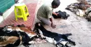 দিনাজপুরে চামড়ার ন্যায্যমূল্য না পেয়ে নদীতে ফেলার ঘটনা