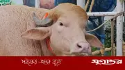 ডোনাল্ড ট্রাম্প মহিষ বিতর্কে চিড়িয়াখানা কিউরেটর বরখাস্ত