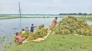সুনামগঞ্জের হাওরে চারদিন পর রোদ, ধান কাটছেন কৃষকেরা
