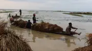 হাওরে পানি বেড়ে তলিয়ে গেছে পাকা ধান, কৃষকের শঙ্কা