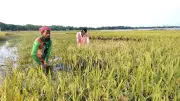 ভারী বৃষ্টিতে নেত্রকোনায় বোরো ধানের ব্যাপক ক্ষতি, কৃষকরা নিজেরাই ধান কাটছেন