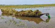 কিশোরগঞ্জে টানা বৃষ্টিতে সাড়ে ৬ হাজার হেক্টর বোরো ধান তলিয়ে গেছে