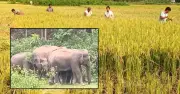 শেরপুরে বন্যহাতির আতঙ্কে কৃষকেরা নির্ঘুম, আধাপাকা ধান কেটে ফেলছেন