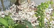 ইসলামপুরে ডোবায় ভাসছে সরকারি ওষুধ, তদন্ত কমিটি গঠন