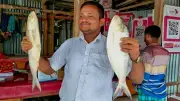 ভোলায় জোড়া ইলিশ ১০ হাজারে বিক্রি, যুক্তরাষ্ট্রে নিহত শিক্ষার্থীর মরদেহ উদ্ধার