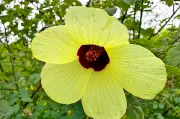 সাতক্ষীরায় কালো কস্তুরি ফুলের সন্ধান, স্থানীয়দের অজানা নাম