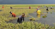 ব্রাহ্মণবাড়িয়ায় অকাল বন্যায় ৩ হাজার বিঘা জমির ধান তলিয়ে গেছে