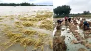 বিল ডাকাতিয়ায় ফসল তলিয়ে কৃষকদের আর্তনাদ, সারাদেশে হামে আরও ৪ মৃত্যু