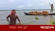 হাওড়ে কৃষকের হাহাকার, নয়নভাগায় ধান কেটে নিচ্ছে অন্যরা