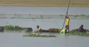 নেত্রকোনায় টানা বৃষ্টিতে হাওরের ধান তলিয়ে গেছে, কৃষকেরা দিশেহারা