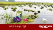 ধান তলিয়ে যেতে দেখে কৃষকের হৃদরোগে মৃত্যু