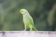 টিয়াপাখিরা কীভাবে মানুষের মতো কথা বলে?