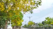 রাজশাহীর সড়কে সোনালু-জারুলের রঙিন উৎসব