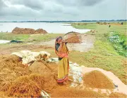 বৃষ্টি ও ঢলে হাওরে ধানের ব্যাপক ক্ষতি, কৃষকেরা বিপাকে