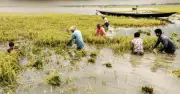 অতিবৃষ্টি ও পাহাড়ি ঢলে সুনামগঞ্জ-কিশোরগঞ্জে বোরো ধানের ব্যাপক ক্ষতি