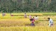 হাতির ভয়ে কাঁচা ধান কাটছেন শেরপুরের কৃষকেরা