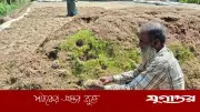 নেত্রকোনায় ৭০ হাজার কৃষকের ৩১৩ কোটি টাকার ফসলের ক্ষতি
