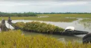 সরকারি দামের অর্ধেকেও ধান বিক্রি করতে বাধ্য কৃষক