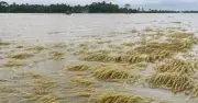 মৌলভীবাজারে হাকালুকি হাওরে বন্যায় ২১৬০ হেক্টর ধানক্ষেত নষ্ট