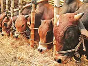 কোরবানির পশুর সরবরাহ চাহিদার চেয়ে বেশি, সংকট নেই: মন্ত্রী