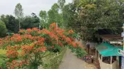 লোহাগাড়ায় হাঙর সড়কের শোভা বাড়াচ্ছে দেড় হাজার কৃষ্ণচূড়া