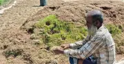হাওরে বোরো ধান ডুবেছে, সরকারি সংগ্রহ শুরু হলেও কৃষক শুকনো ধান দিতে হিমশিম