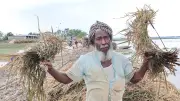 ভেজা ধানে অঙ্কুর, কৃষকদের অপূরণীয় ক্ষতি