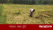 চরফ্যাশনে কালবৈশাখী ঝড়ে কৃষকের ব্যাপক ক্ষতি