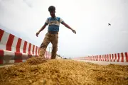 হাওরে ভেজা ধান শুকাতে সড়কই ভরসা কৃষকের