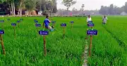 ধান গবেষণায় নতুন মাত্রা: দিনাজপুরে ‘ধান বাগান’ স্থাপন