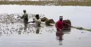 কিশোরগঞ্জে আরও ১ হাজার হেক্টর বোরো ধান তলিয়ে গেছে