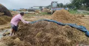 নেত্রকোনায় বোরো ধান সংকট: পানি আটকে ফসলের ক্ষতির আশঙ্কা