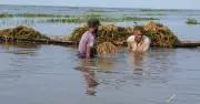 মৌলভীবাজারে বন্যায় বোরো ধানের ব্যাপক ক্ষতি, ৫০ কোটি টাকার বেশি লোকসান