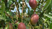 প্রগতি চাকমার আমবাগানে বিদেশি জাতের সমারোহ
