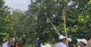 সাতক্ষীরায় নিরাপদ আম সংগ্রহ উৎসবের উদ্বোধন