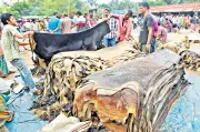 ঈদুল আজহায় চামড়া কিনতে ব্যবসায়ীদের বিশেষ ঋণের নির্দেশ