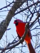 বসন্তের পাখি: দূর পরবাসে বসন্তের আগমনী বার্তা