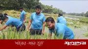 পানিতে নেমে কৃষকের ধান কাটলেন এমপি সালাউদ্দিন আইউবী