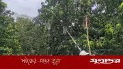 সাতক্ষীরায় আম সংগ্রহ শুরু, চাষিদের মাঝে উৎসবের আমেজ