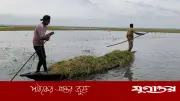 সুনামগঞ্জে বন্যা: পানির নিচে ১৫ হাওড়, ধান তুলতে হিমশিম কৃষক