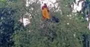 কুড়িগ্রামে নিখোঁজ গৃহবধূ তেঁতুল গাছের মগডালে, পরে পুকুর থেকে উদ্ধার