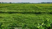 জয়পুরহাটে কালবৈশাখী ঝড়ে বোরো ধানের ব্যাপক ক্ষতি