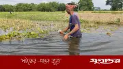 গৌরীপুরে বন্যায় ধান ও সবজির ব্যাপক ক্ষতি, কৃষকরা দুর্ভোগে