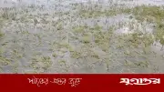 কিশোরগঞ্জের হাওড়ে ২৫৯ কোটি টাকার ফসল নষ্ট, ৫০ হাজার কৃষক ক্ষতিগ্রস্ত
